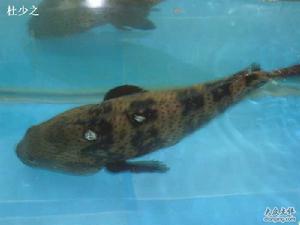 涸澤之魚 涸澤之魚