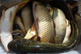 博斯騰湖鯉魚 博斯騰湖鯉魚