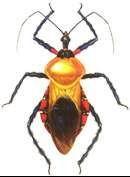 麗匿盾獵蝽 麗匿盾獵蝽