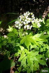 光頭山碎米薺 光頭山碎米薺