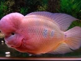 吐絲彩鸚鵡魚 吐絲彩鸚鵡魚