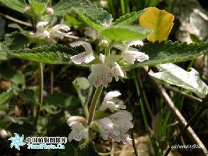 廣東小野芝麻 廣東小野芝麻