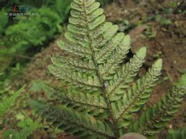 三角鱗毛蕨 三角鱗毛蕨