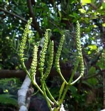 羅浮買麻藤 羅浮買麻藤