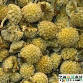 雪中情藥材 雪中情藥材