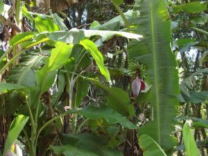 芭蕉樹的照片