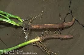 菜豆根腐病 菜豆根腐病