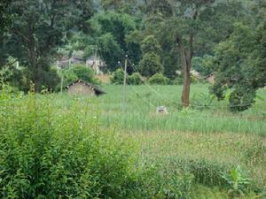 大芒卡自然村 大芒卡自然村