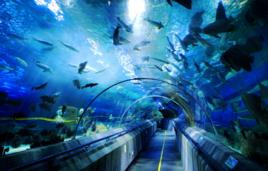 海洋世界[以海洋為主題的公園]