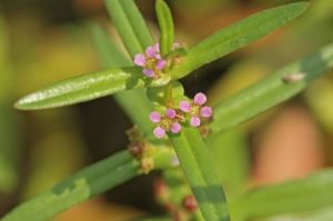 耳基水莧 耳基水莧