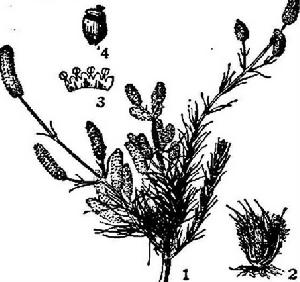 圖註：1．植株上部2．花簇3.雄蕊4．果實。