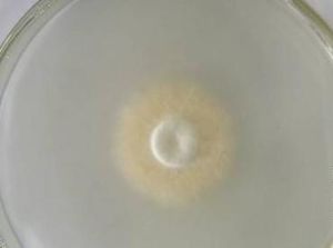 球孢蟲科 球孢蟲科