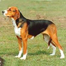 漢密爾頓斯多弗爾犬 漢密爾頓斯多弗爾犬