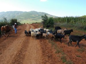 李子自然村 李子自然村