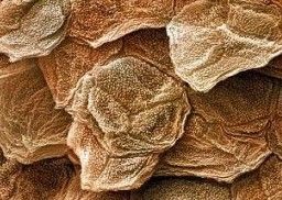 人造皮膚細胞