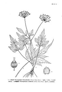 散血芹（原變種）