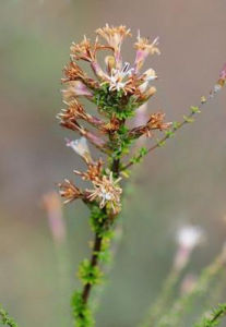 針葉帚菊 針葉帚菊
