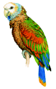 聖芬生鸚鵡 聖芬生鸚鵡