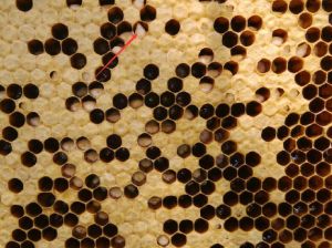 中蜂囊狀幼蟲病 中蜂囊狀幼蟲病