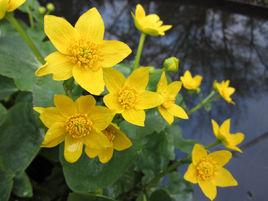 沼澤金盞花 沼澤金盞花