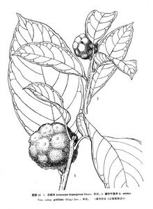 披針葉桂木（亞種）