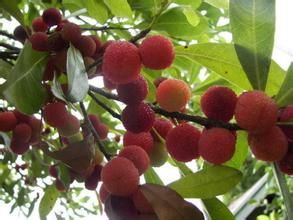 台灣地楊梅 台灣地楊梅