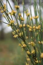 匍枝麗江麻黃(變型) 匍枝麗江麻黃(變型)