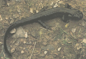 無斑山溪鯢 無斑山溪鯢