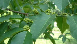 傘花冬青 傘花冬青