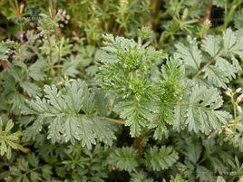 朝天委陵菜 朝天委陵菜