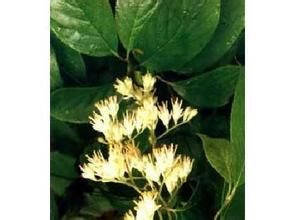 瓦山安息香 瓦山安息香