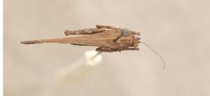 海南鐮蚱 海南鐮蚱