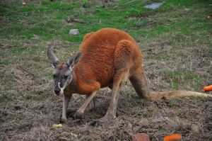 周末袋鼠 周末袋鼠