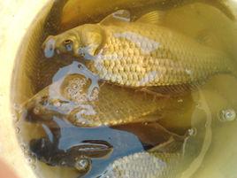 黃金鯽魚 黃金鯽魚