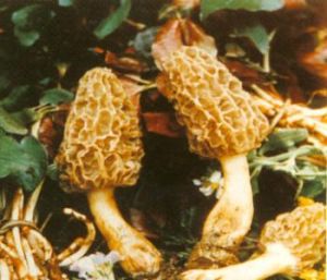 肋脈羊肚菌 肋脈羊肚菌