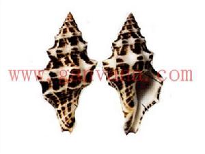 貝氏旋螺 貝氏旋螺