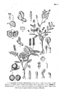 紫萼黃耆 紫萼黃耆