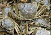 沱湖螃蟹 沱湖螃蟹