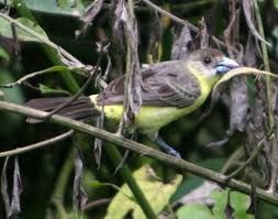 黃腰紅眉唐納雀 黃腰紅眉唐納雀