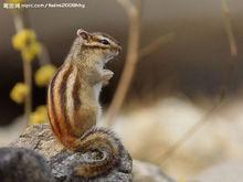 松鼠[齧齒目松鼠科松鼠屬動物的統稱]