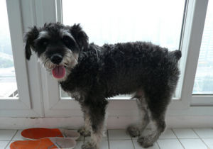 標準雪納瑞犬 標準雪納瑞犬