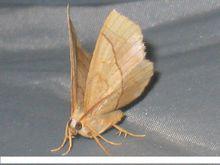 飛蛾[昆蟲綱動物]