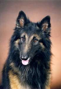 比利時坦比連犬