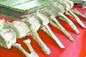 新發掘出的恐龍部分化石