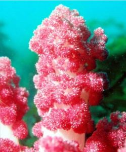 珊瑚