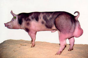 豬感光過敏 豬感光過敏