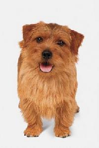 諾福克梗 諾福克梗