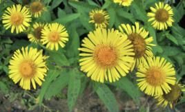 歐亞旋覆花 歐亞旋覆花