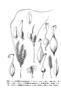 銹果薹草 銹果薹草