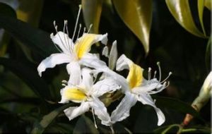 腺蕊杜鵑 腺蕊杜鵑